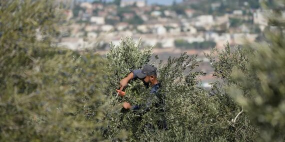 Batı Şeria'daki Asırlık Zeytin Ağacı Filistin Direnişinin Simgesi Haline Geldi - Dakikada Haber Batı Şeria'daki Asırlık Zeytin Ağacı Filistin Direnişinin Simgesi Haline Geldi